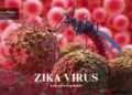 zika virus