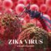zika virus
